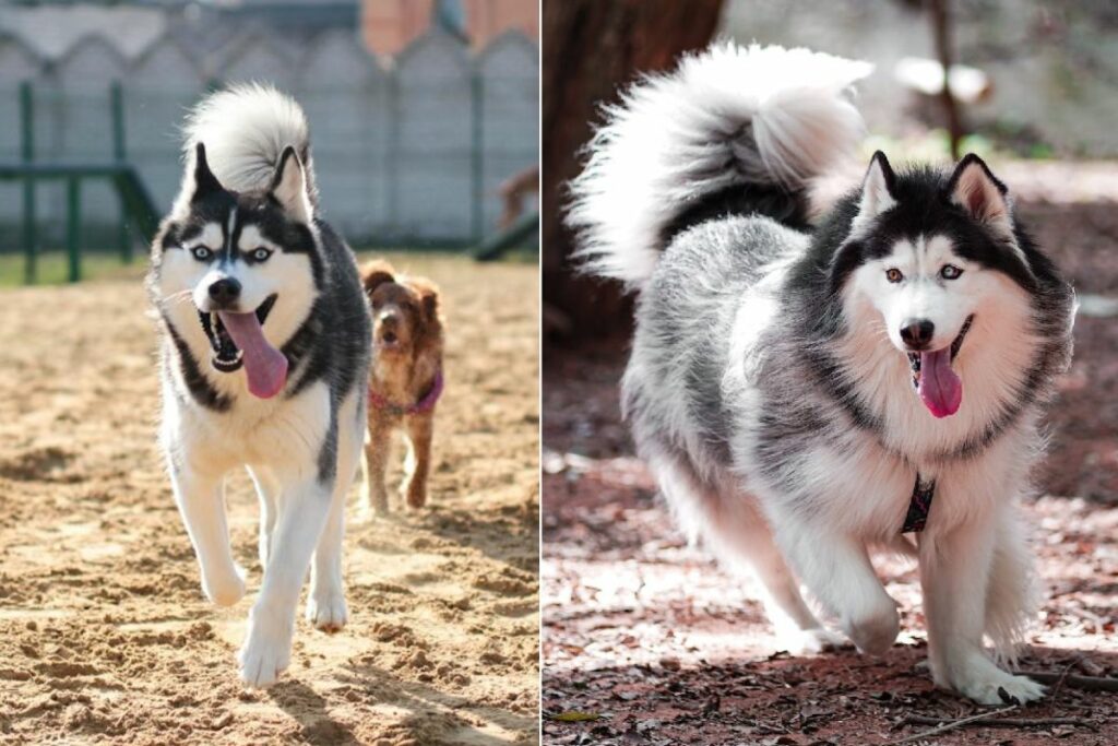 alaskan malamute vs husky