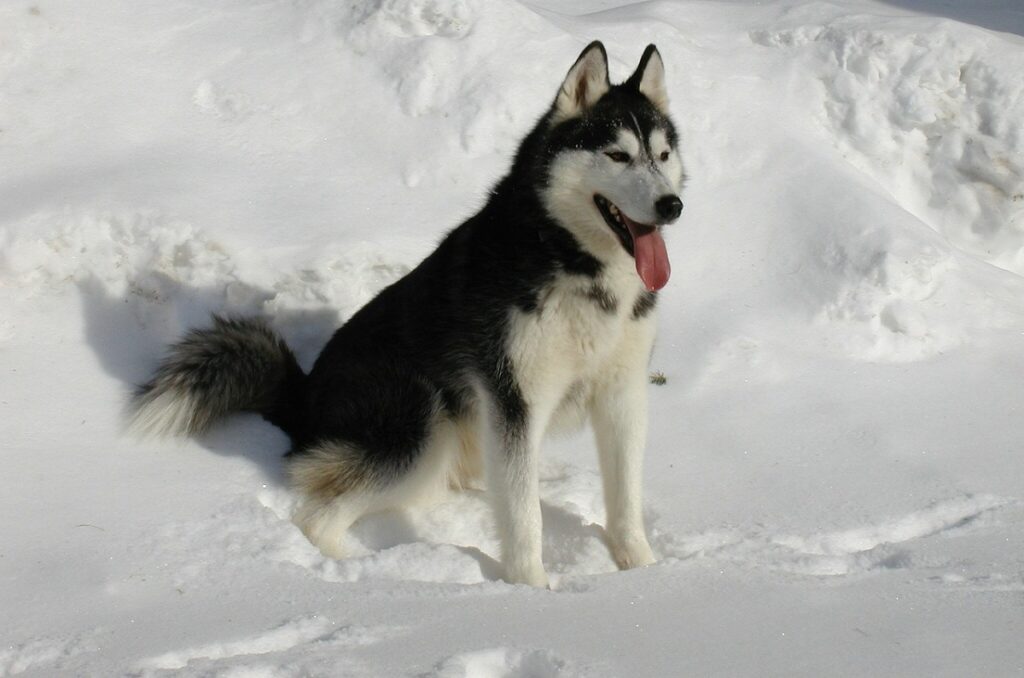 alaskan siberian husky