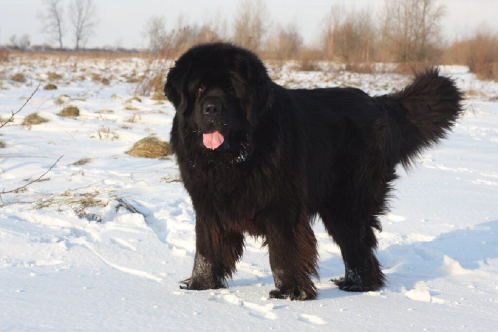 all black bernese mountain dog
