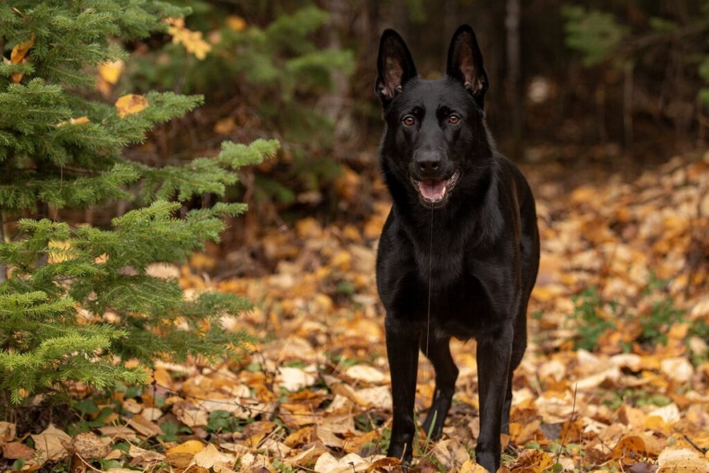 german shepherd black
