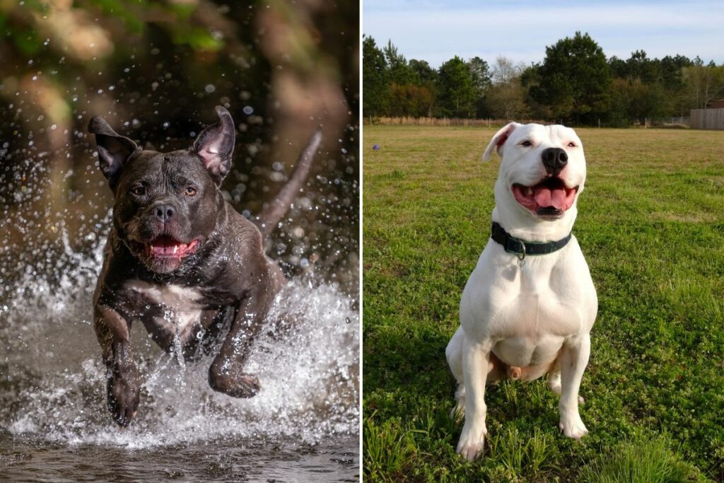 difference between american bully and american bulldog