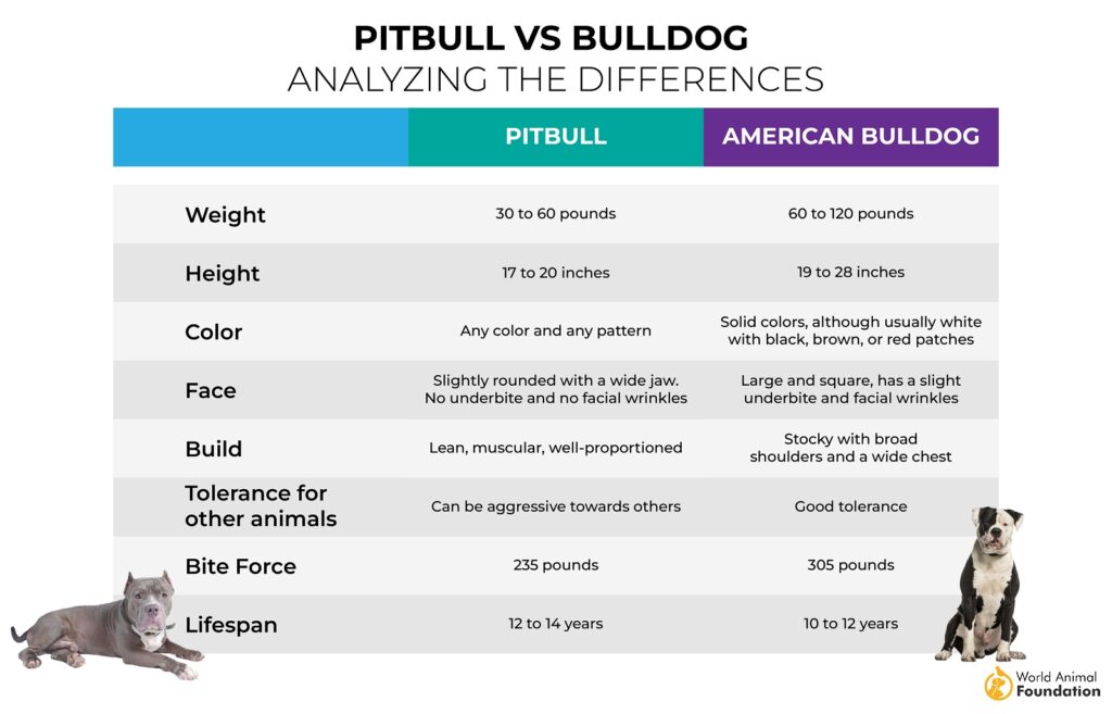 american bulldog vs pitbull