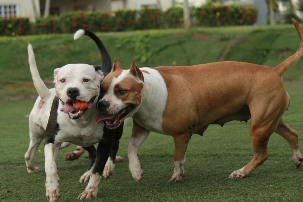 american bulldogs and pitbulls