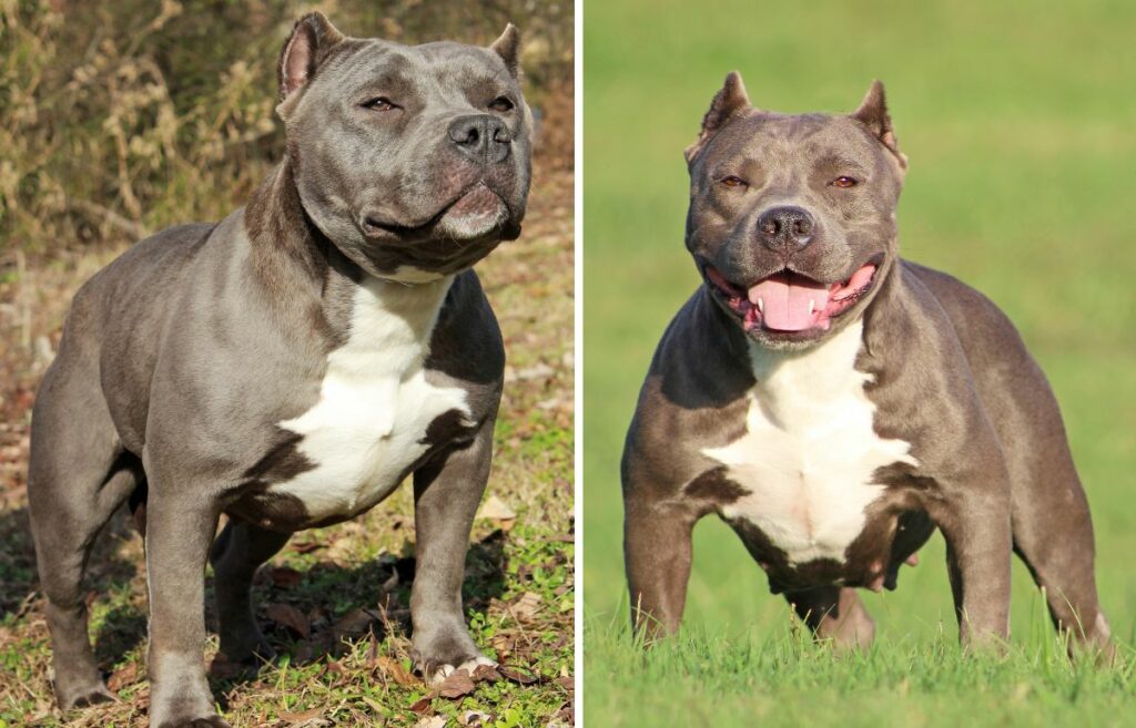 american bullies