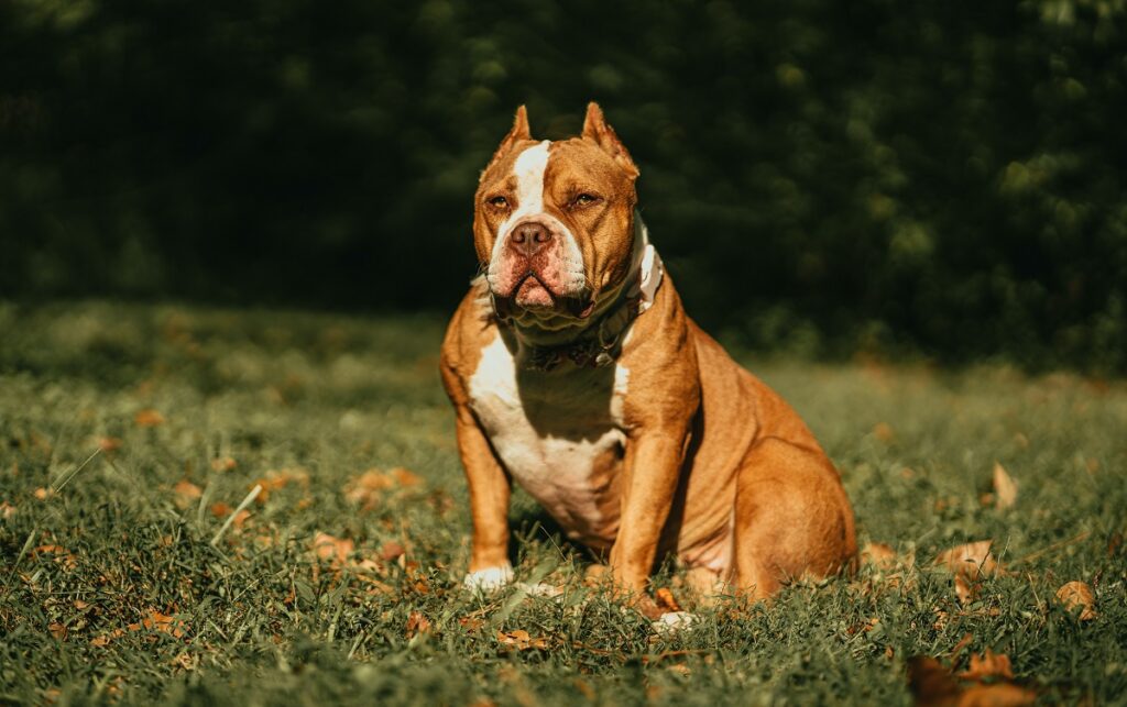 american bully