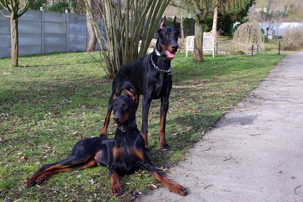 american doberman vs european doberman
