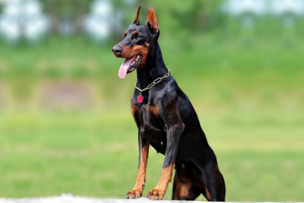 american doberman
