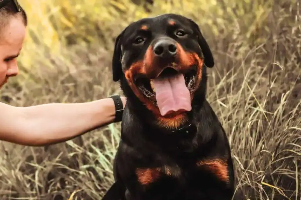 american rottweiler