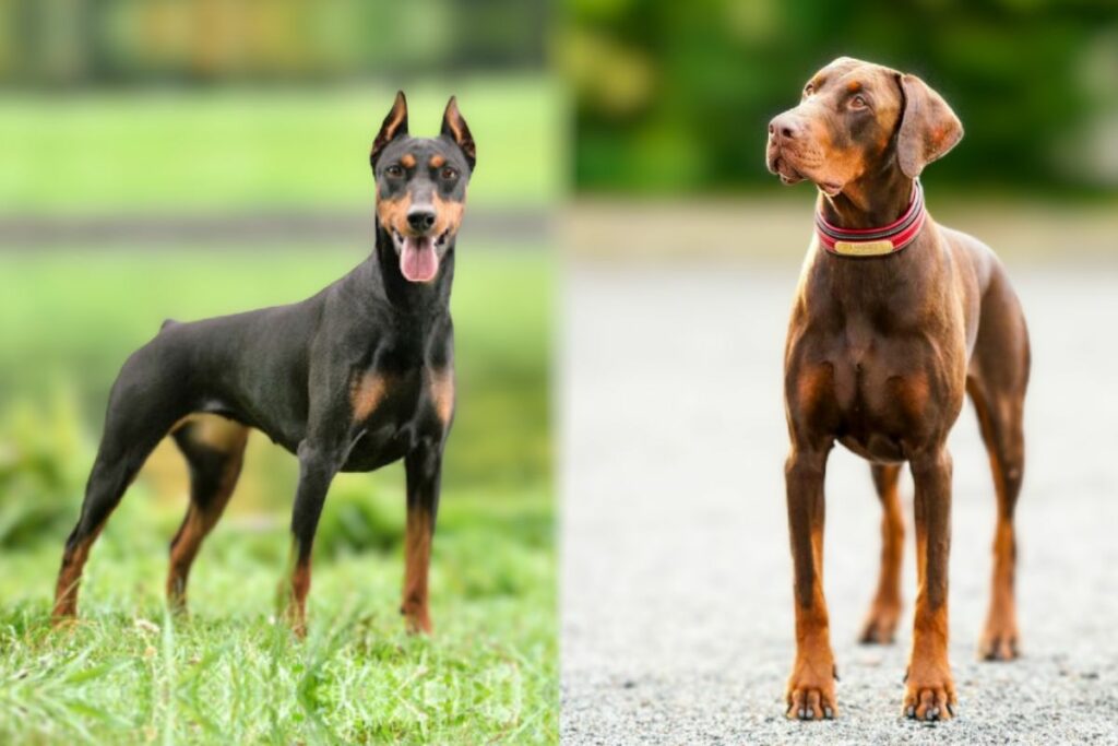 american vs european doberman
