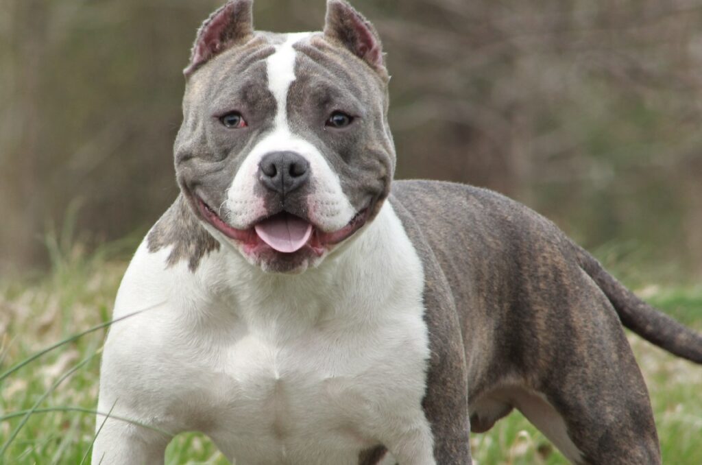 americanbully