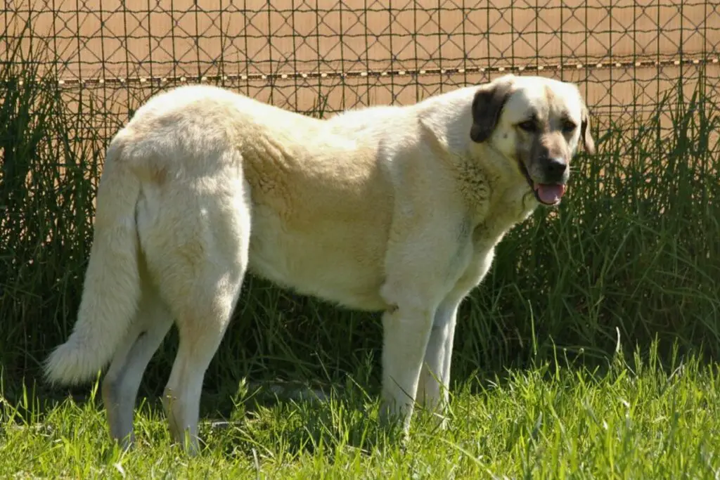 dogs that protect chickens
