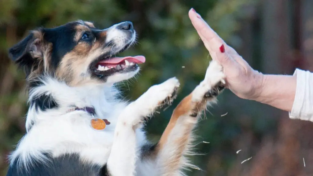 australian shepherd dog temperament
