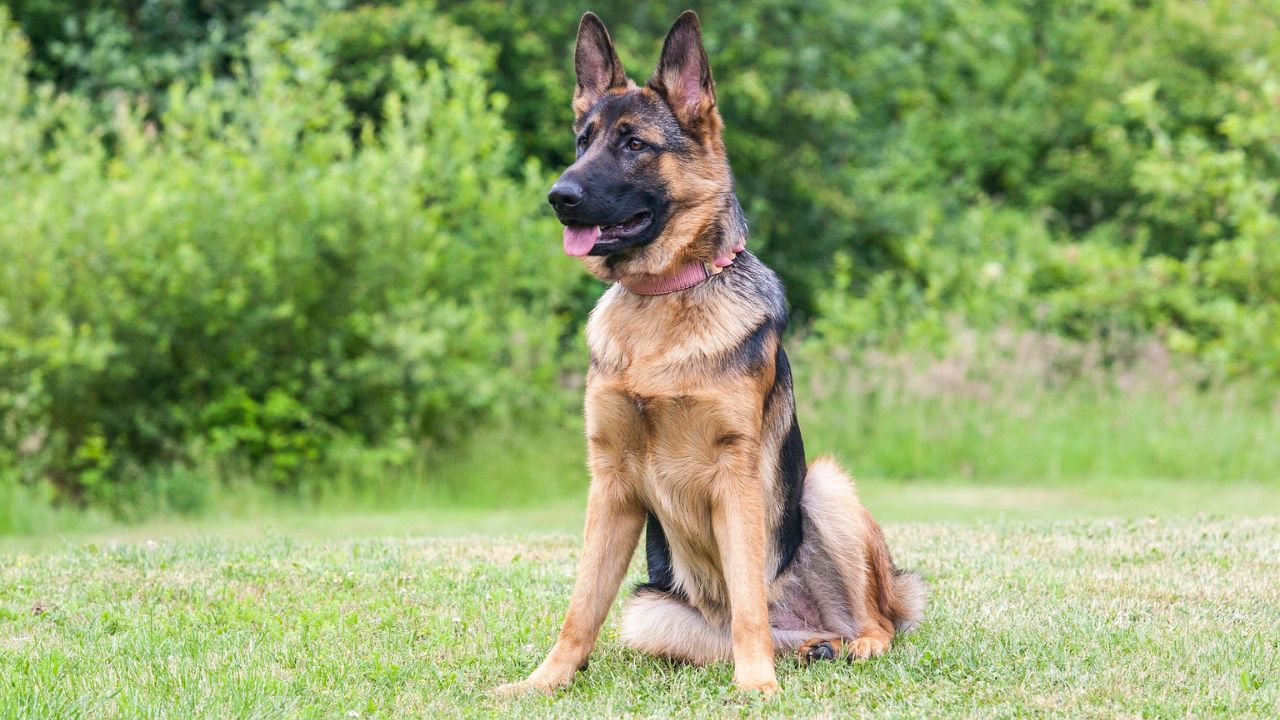 are German Shepherds Good Guard Dogs