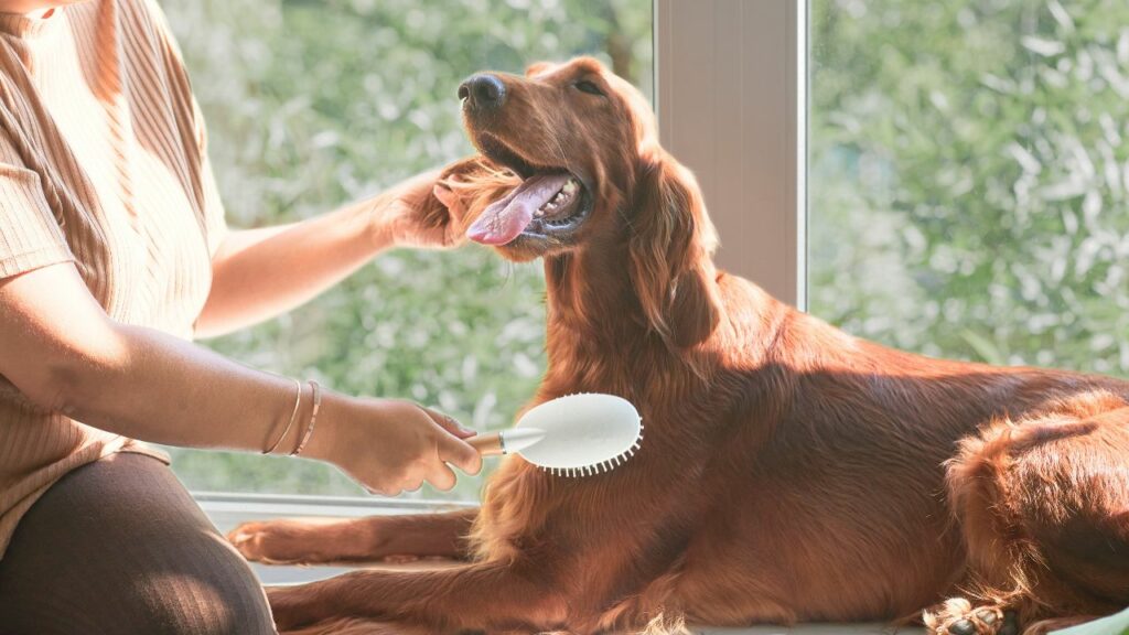 are golden retriever Shed Heavily