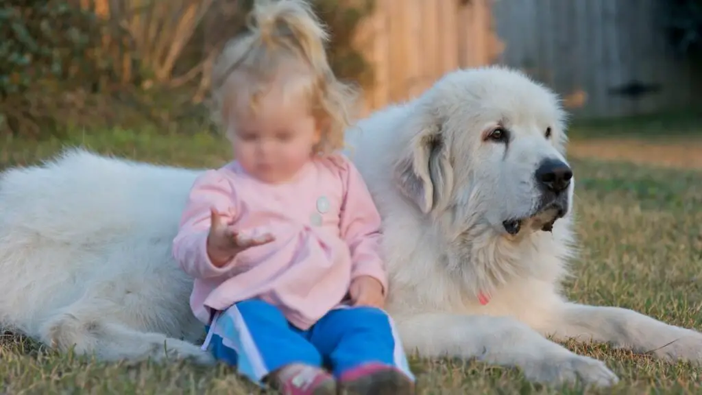 are great pyrenees good family dogs
