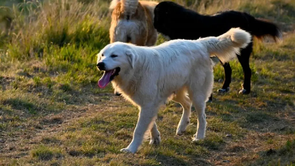 great pyrenees personality
