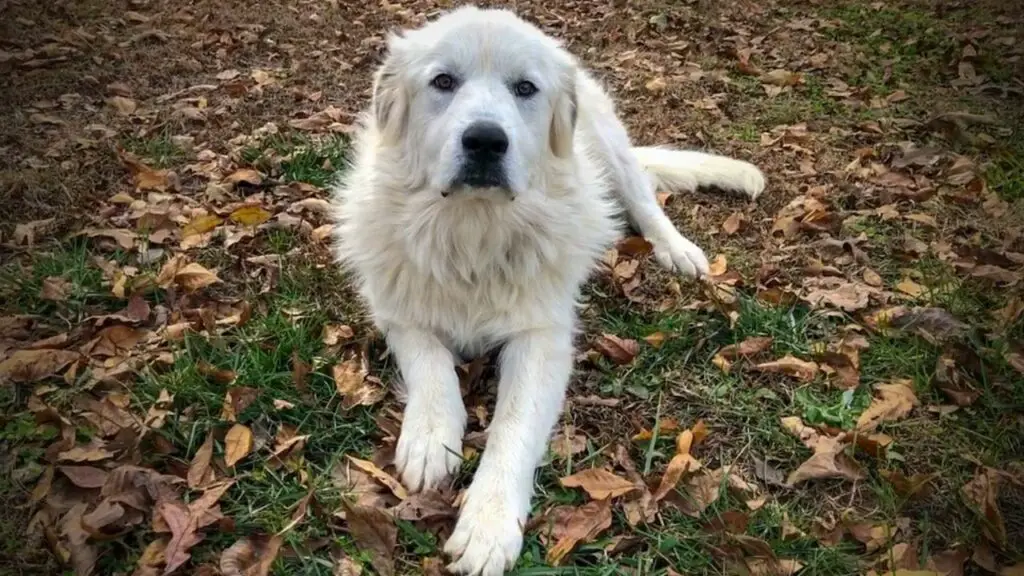 a great pyrenees
