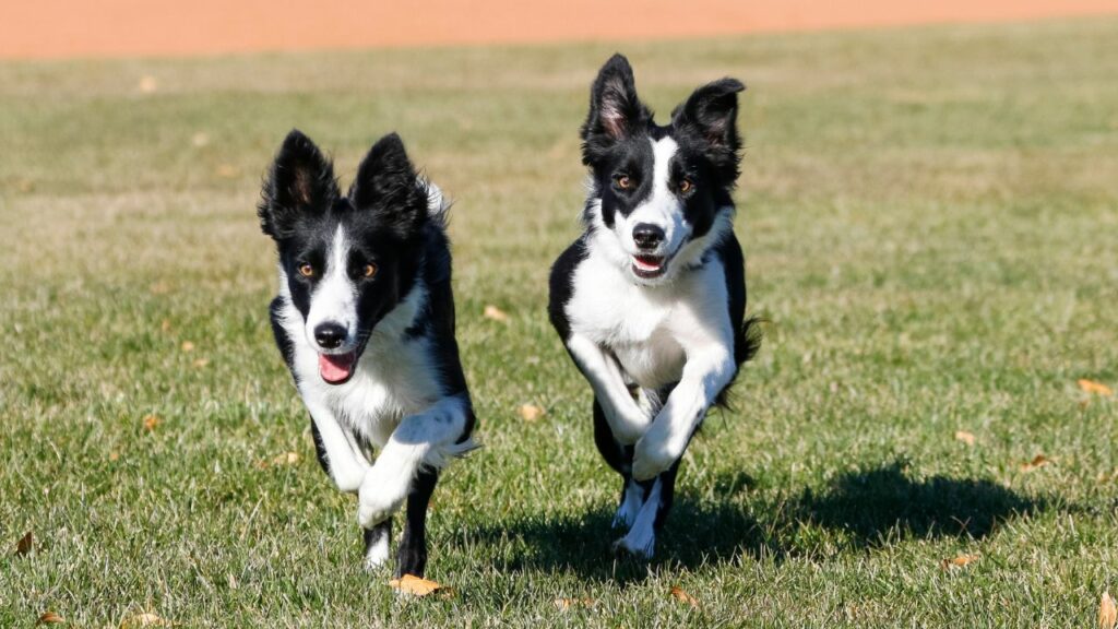 border collie energy