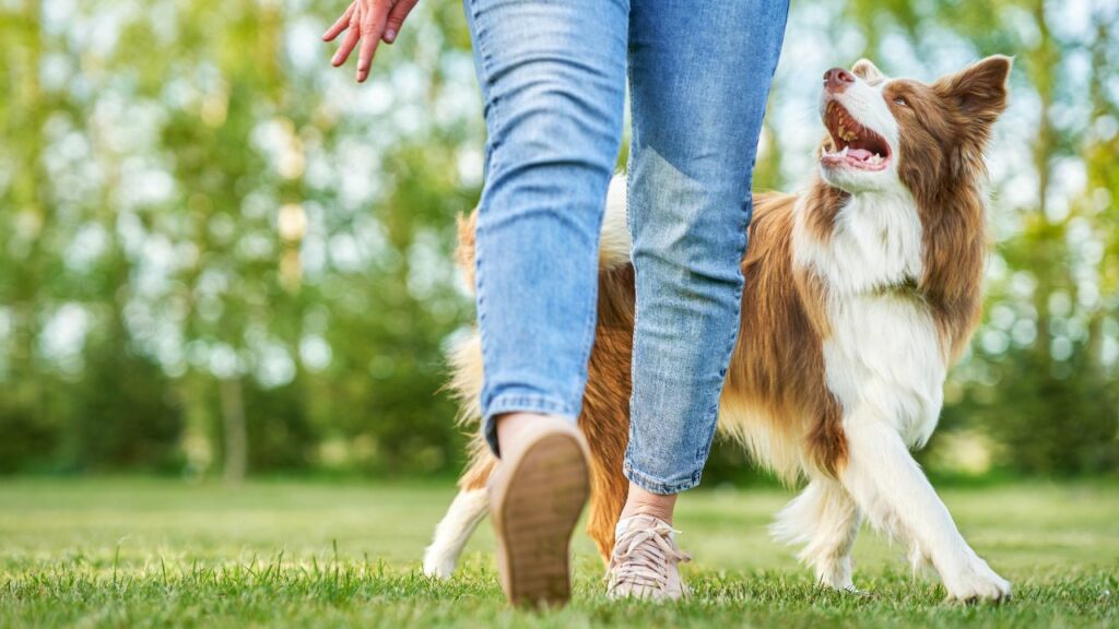 are border collies friendly