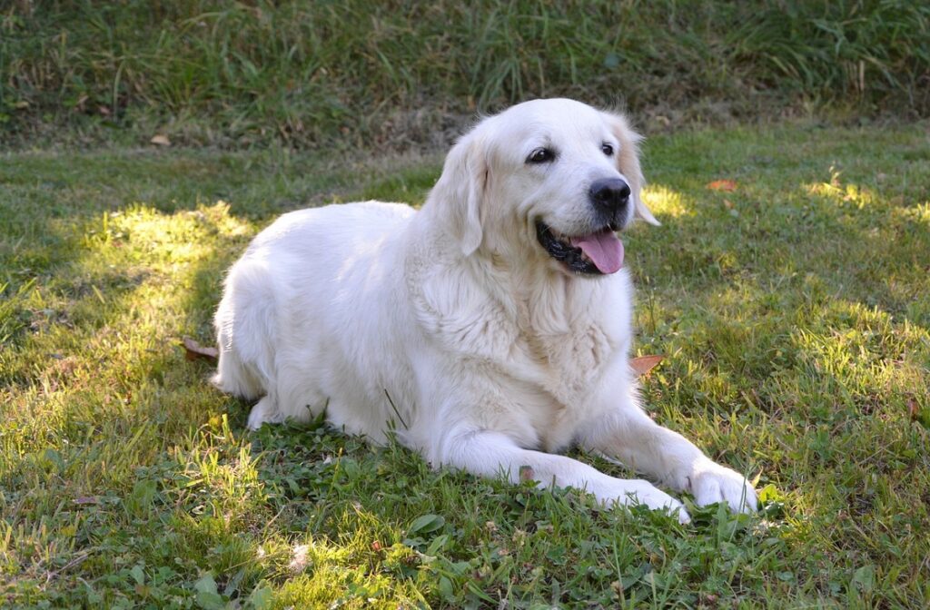 are dogs more protective of female owners
