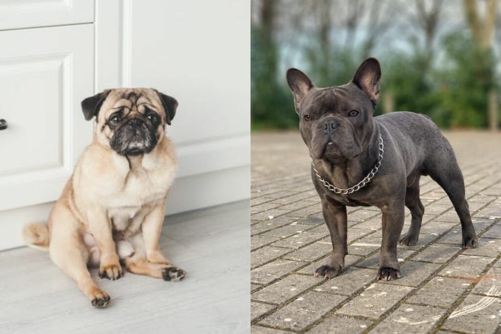 are french bulldogs related to pugs