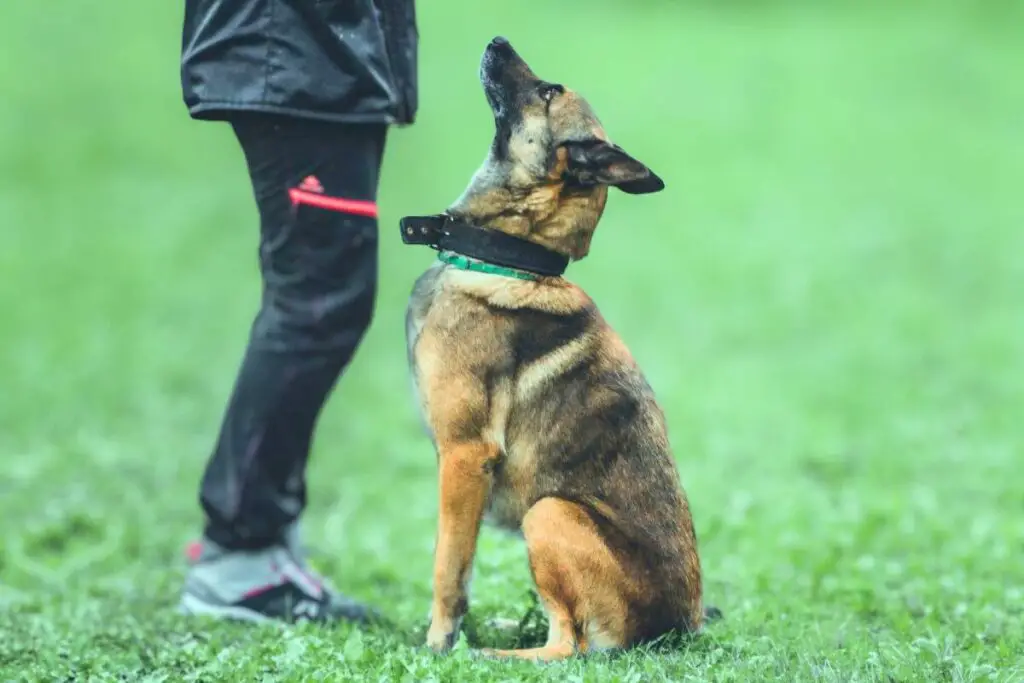 are german shepherds easy to train
