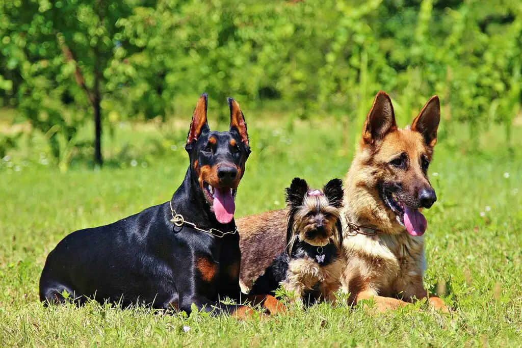 are german shepherds good with other pets