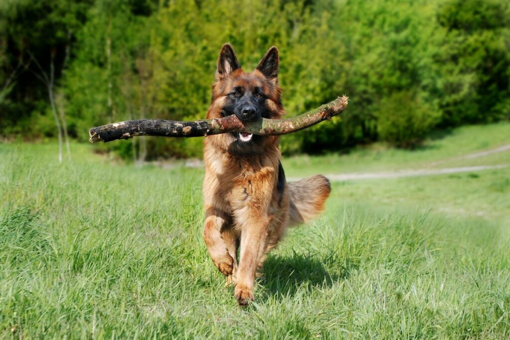 are german shepherds stronger than pitbulls