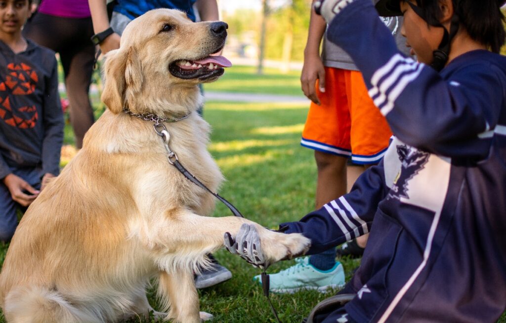 are golden retrievers labs
