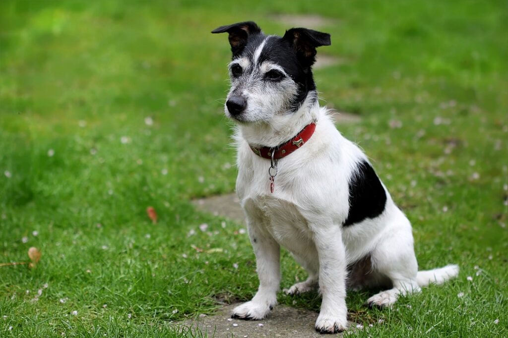 are jack russells good guard dogs
