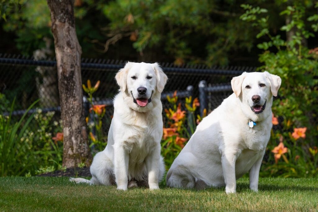 are male or female dogs better guard dogs
