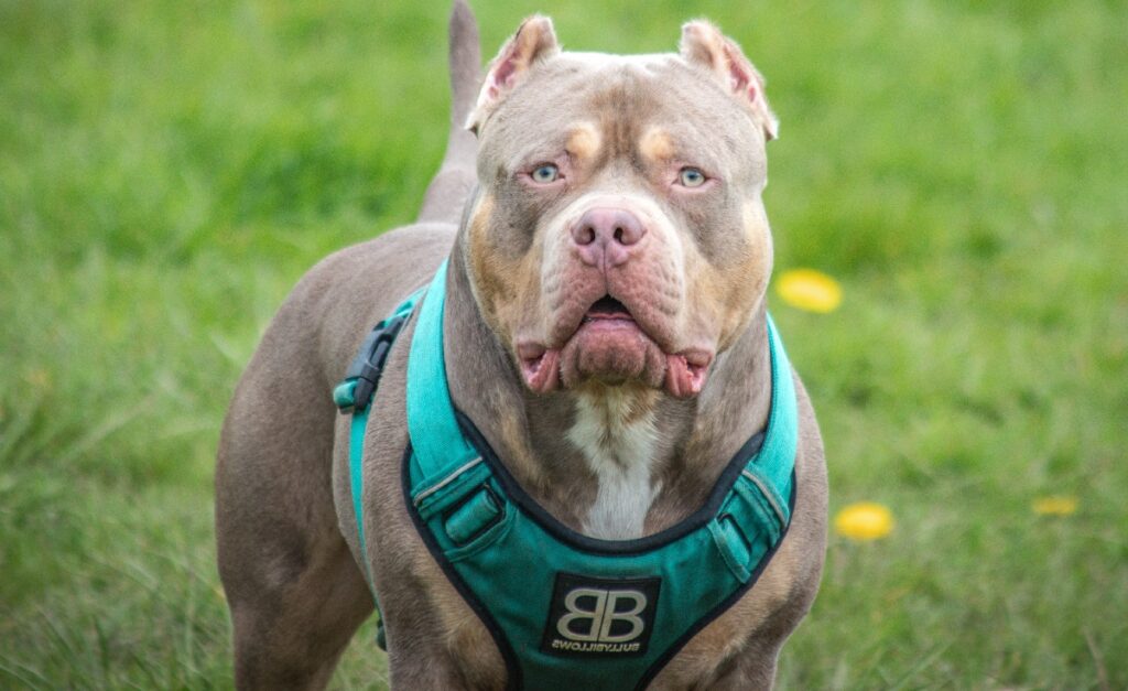 are pit bulls dangerous to other dogs
