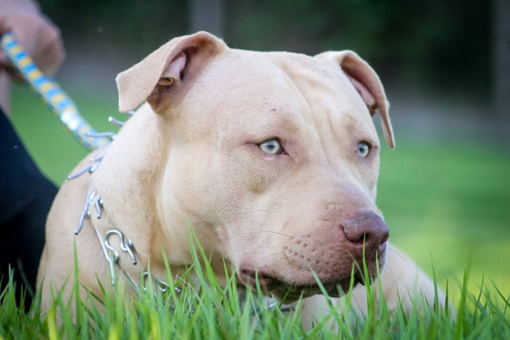 are pit bulls good guard dogs