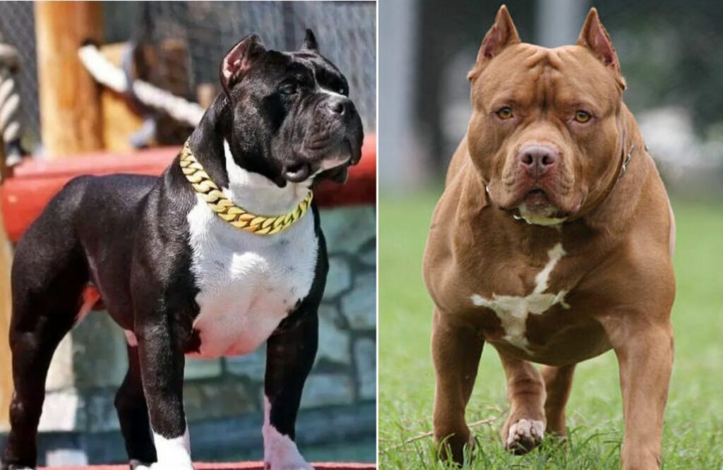 are pitbulls dangerous
