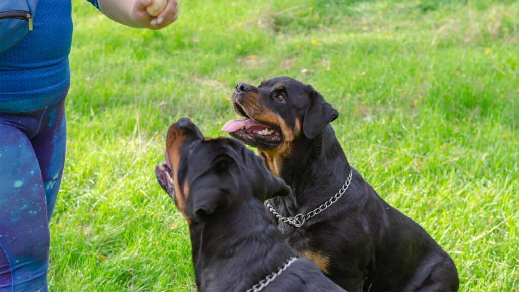 are rottweiler easy to train