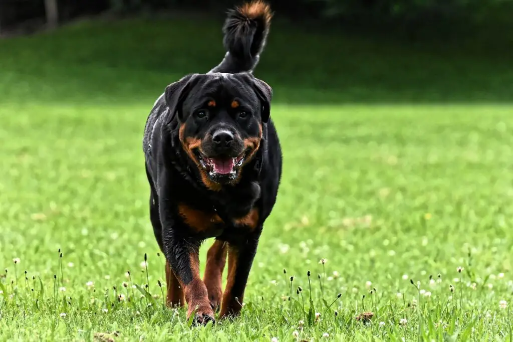 are rottweiler good for first time owners