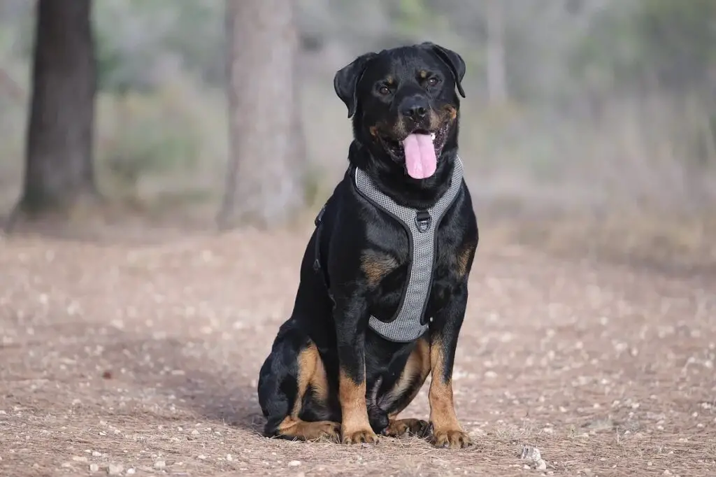 are rottweilers good family pets
