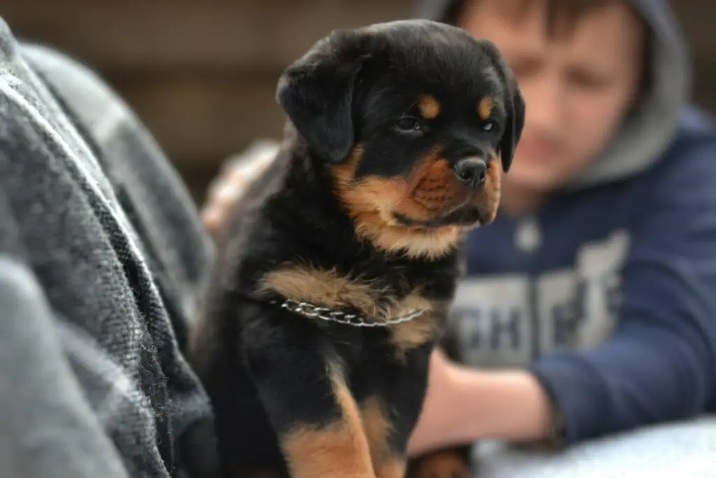 are rottweilers good with kids
