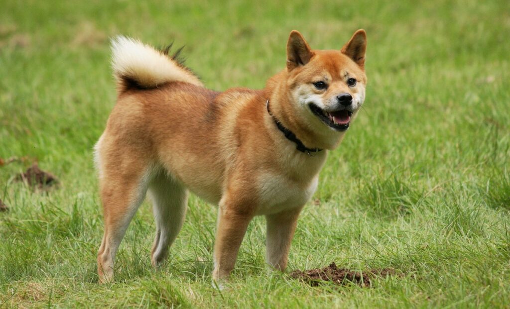 asian dog breed
