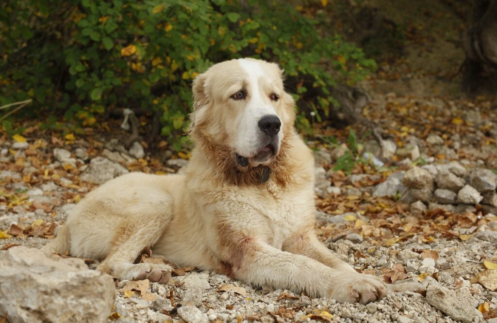 asian dog breeds
