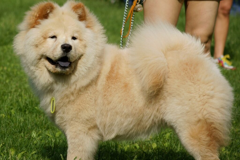 asian guard dog breeds
