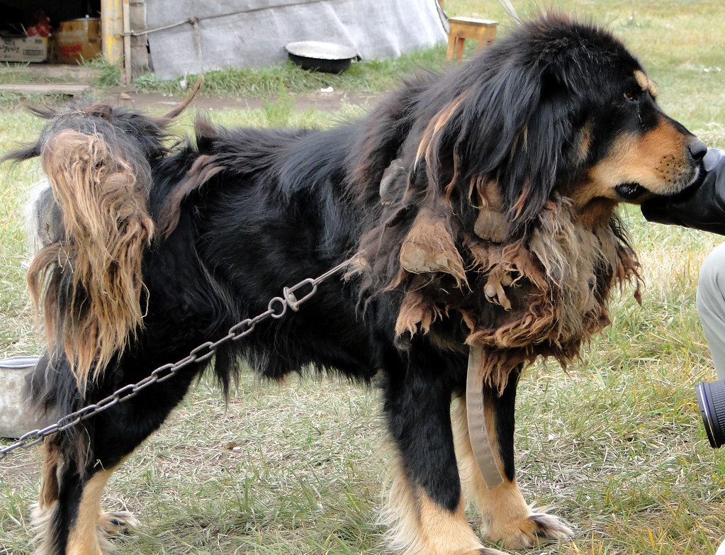 asian guard dog
