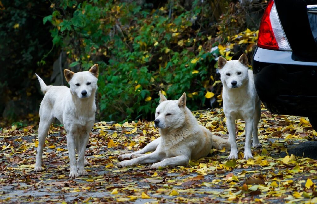 asian hunting dog
