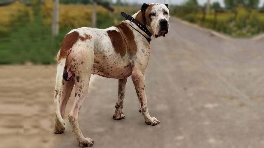 asian looking dogs
