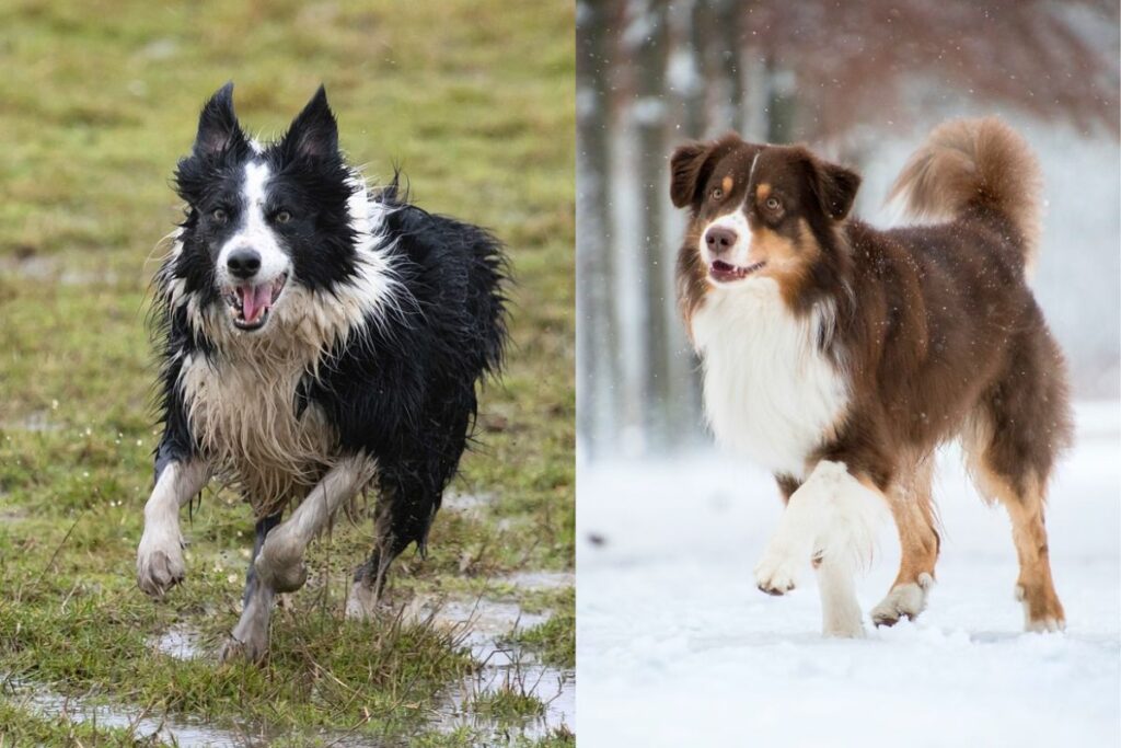 aussie vs border collie