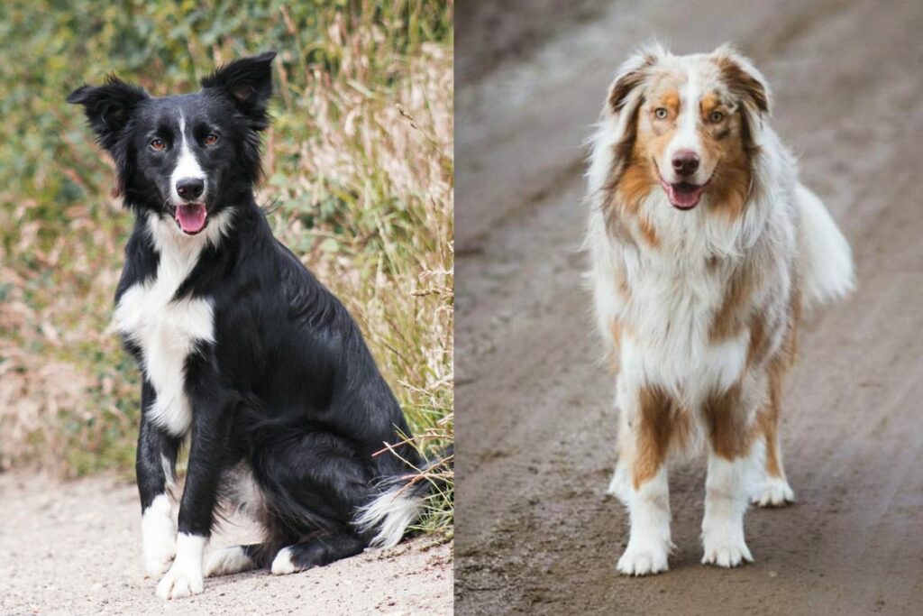 australian shepherd border collie mix