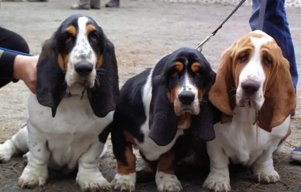 basset hounds