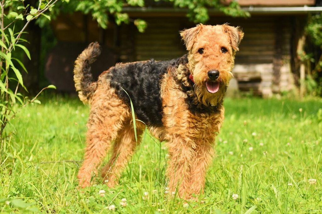 bearded dog
