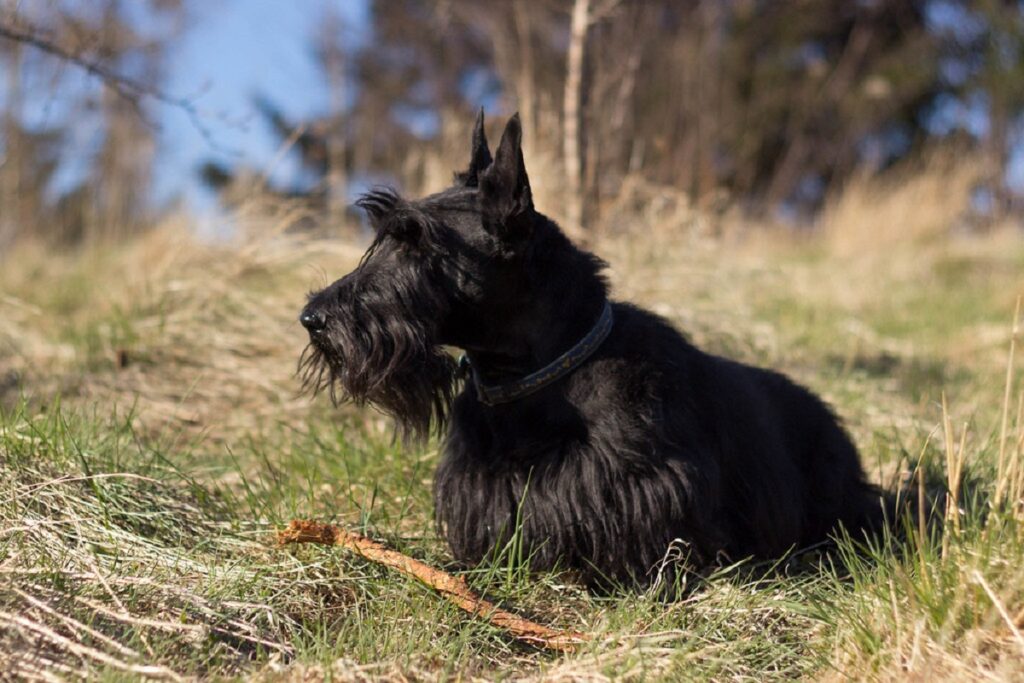 bearded dogs
