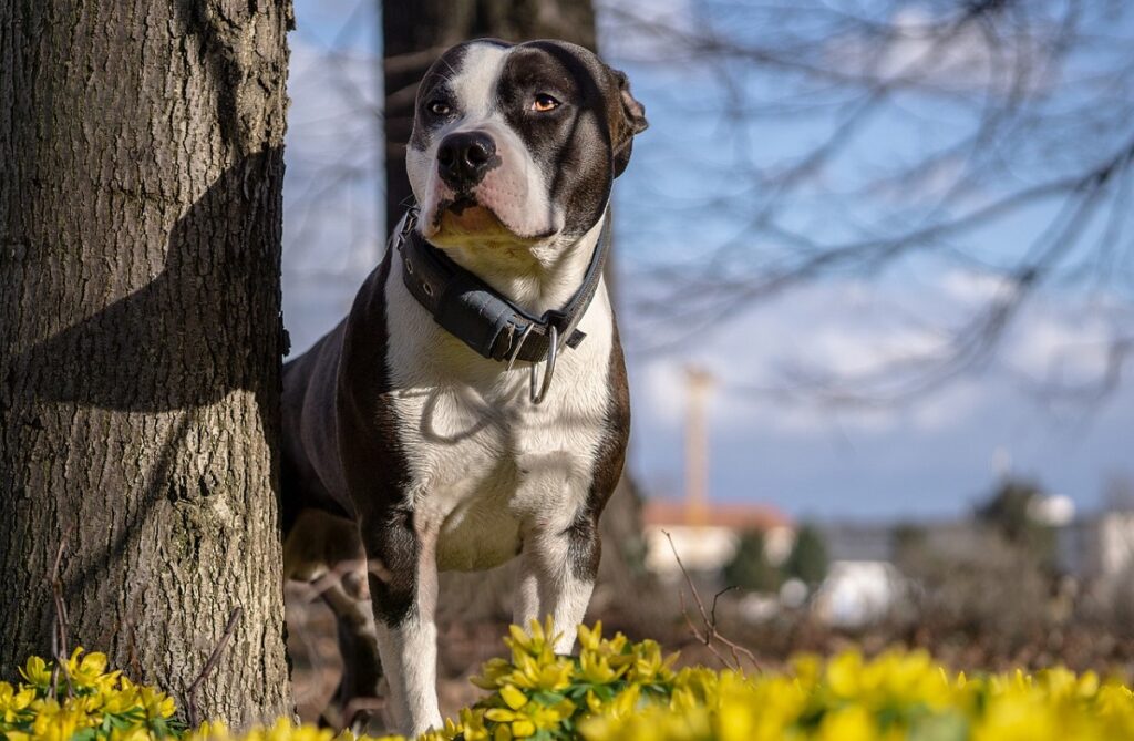 beautiful big dogs
